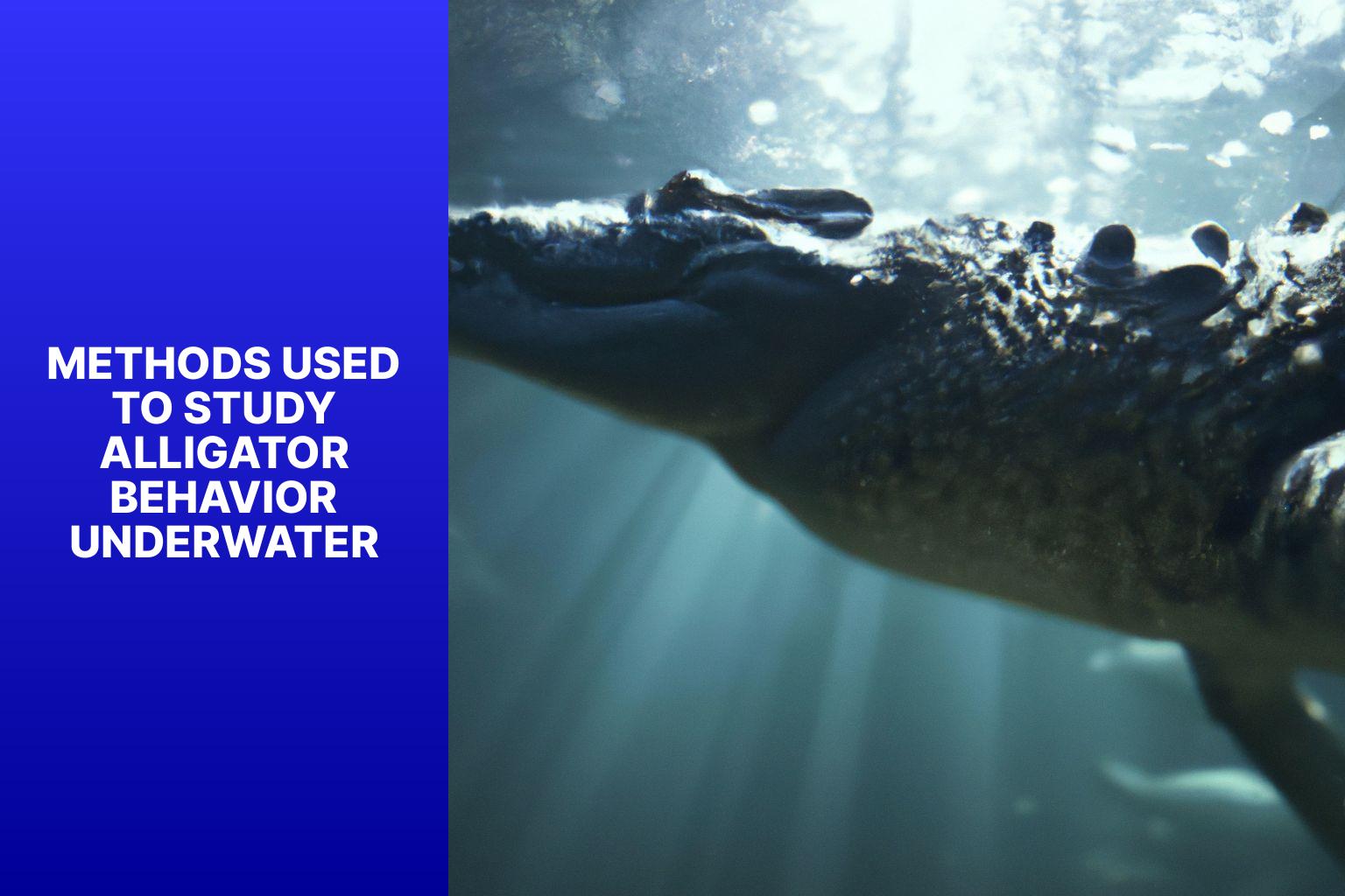 Methods Used to Study Alligator Behavior Underwater - how long can alligators stay underwater 