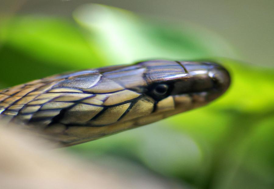 How To Create A Snake-friendly Garden: Tips For Coexistence 