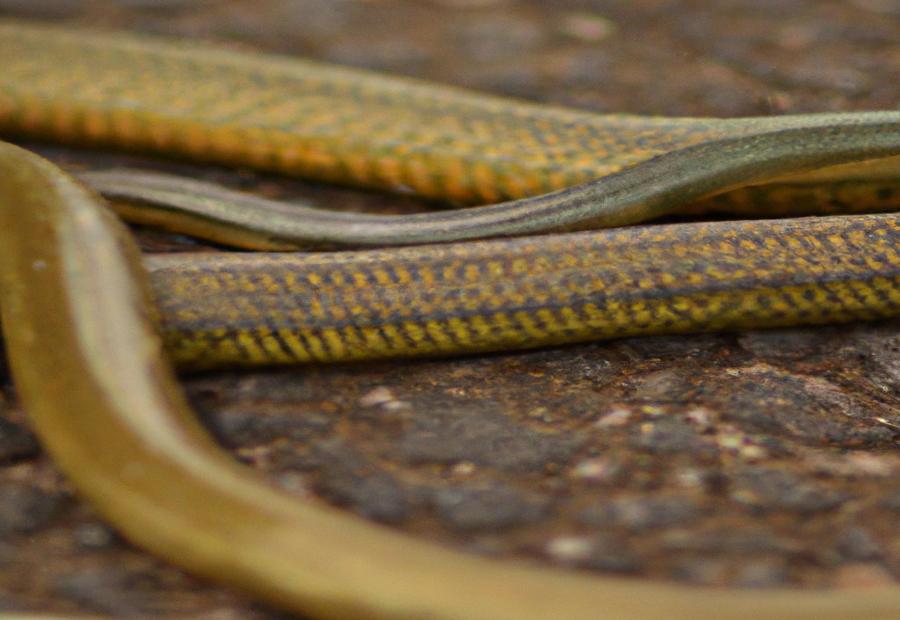 The Evolution of Snake Mating Habits - Revealing the Intriguing Mating Habits of Snakes 