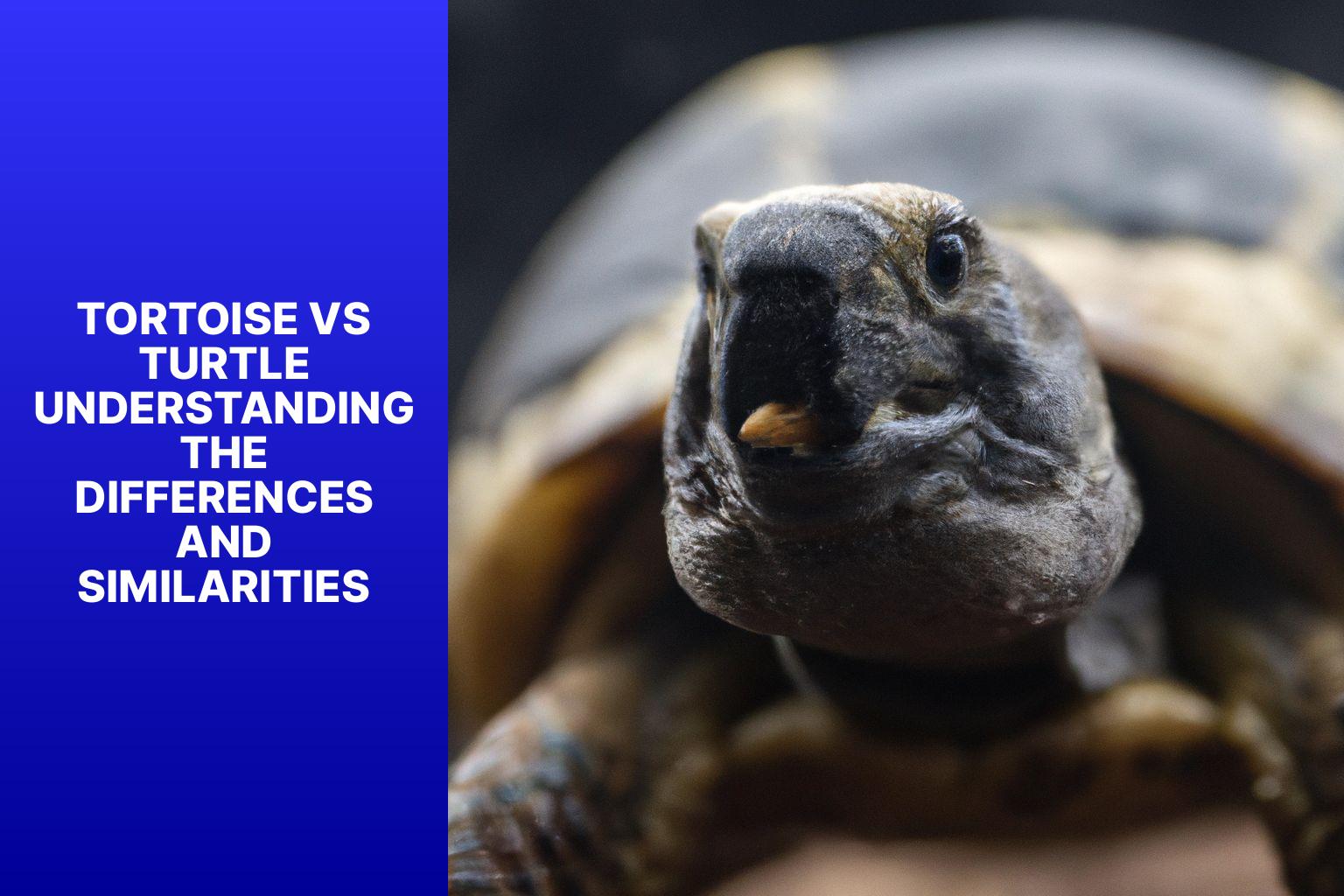 Tortoise vs. Turtle: Understanding the Differences and Similarities ...